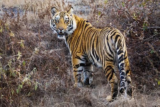 कोरोना से कैसे बच पाएंगे दुर्लभ बाघ-शेर? वाइल्डलाइफ विशेषज्ञ से जानें