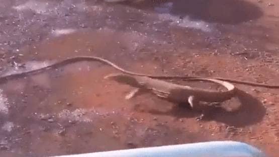 पाइप को सांप समझ बैठी छिपकली, फिर दोनों के बीच मजेदार भिड़ंत