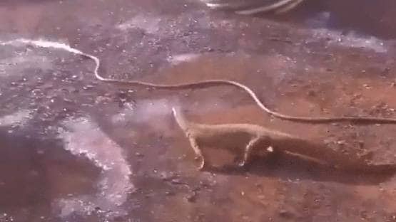 पाइप को सांप समझ बैठी छिपकली, फिर दोनों के बीच मजेदार भिड़ंत