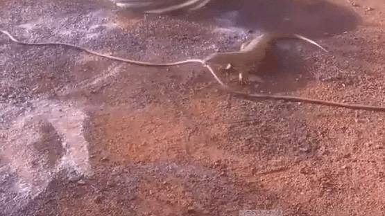 पाइप को सांप समझ बैठी छिपकली, फिर दोनों के बीच मजेदार भिड़ंत