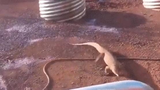 पाइप को सांप समझ बैठी छिपकली, फिर दोनों के बीच मजेदार भिड़ंत