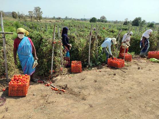 किसान फ्री में बांट रहे सब्जी, लॉकडाउन से बंद है सप्लाई