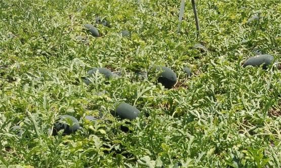 किसान ने उगाया पाइनएप्पल फ्लेवर का तरबूज, अंदर से लाल नहीं पीले रंग का