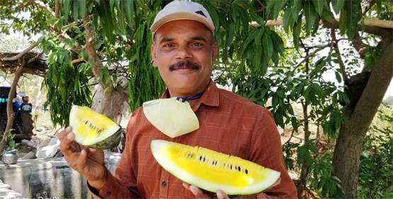 किसान ने उगाया पाइनएप्पल फ्लेवर का तरबूज, अंदर से लाल नहीं पीले रंग का