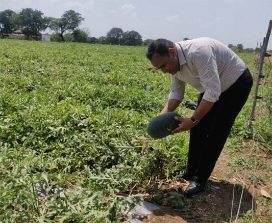 किसान ने उगाया पाइनएप्पल फ्लेवर का तरबूज, अंदर से लाल नहीं पीले रंग का