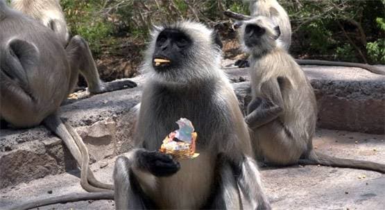 लॉकडाउन के चलते संकट में चित्रकूट के बंदर, लोगों ने की मदद