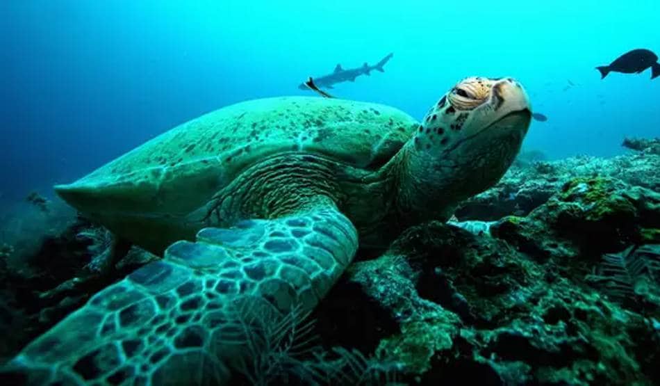 वैज्ञानिकों ने चेताया- विलुप्त हो जाएंगे व्हेल और ध्रवीय भालू जैसे जीव