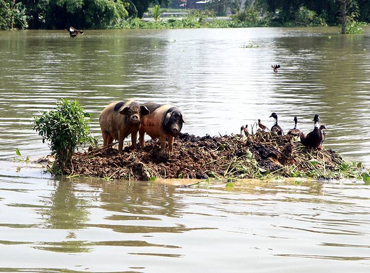 कोरोना के बीच असम में एक और बीमारी, 13 हजार से ज्यादा सुअरों की मौत