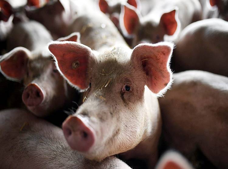 कोरोना के बीच असम में एक और बीमारी, 13 हजार से ज्यादा सुअरों की मौत