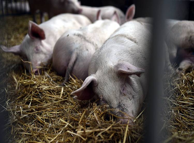 कोरोना के बीच असम में एक और बीमारी, 13 हजार से ज्यादा सुअरों की मौत