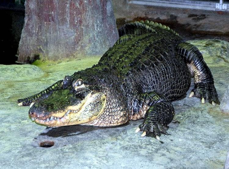 हिटलर के 'पालतू मगरमच्छ' की मॉस्को के चिड़ियाघर में मौत!