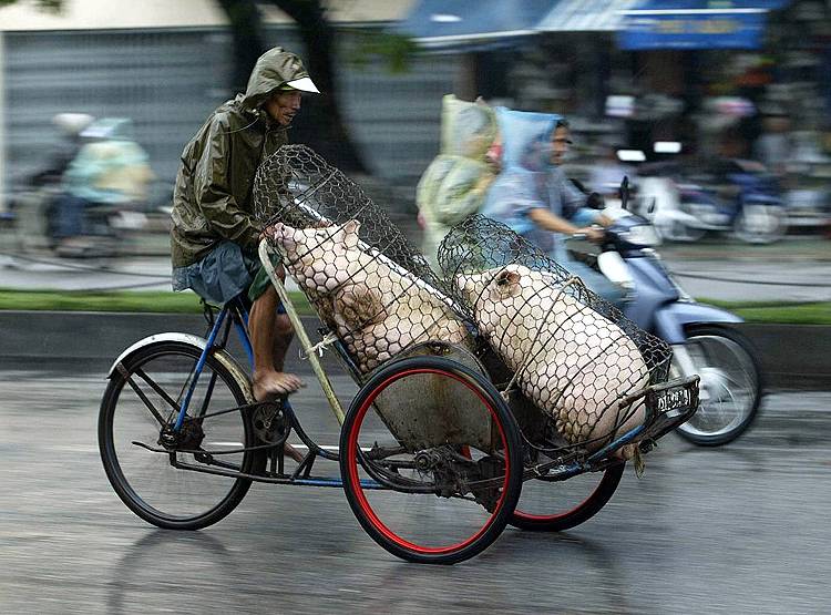 कोरोना के बीच असम में एक और बीमारी, 13 हजार से ज्यादा सुअरों की मौत