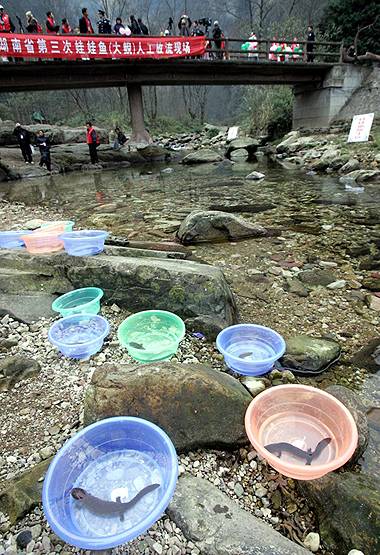 चीन में इस जीव का 2 KG मांस 1 लाख रु. का, इतना हुआ शिकार कि अब विलुप्त!