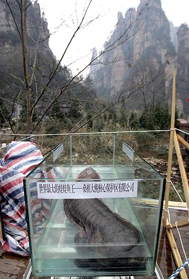 चीन में इस जीव का 2 KG मांस 1 लाख रु. का, इतना हुआ शिकार कि अब विलुप्त!