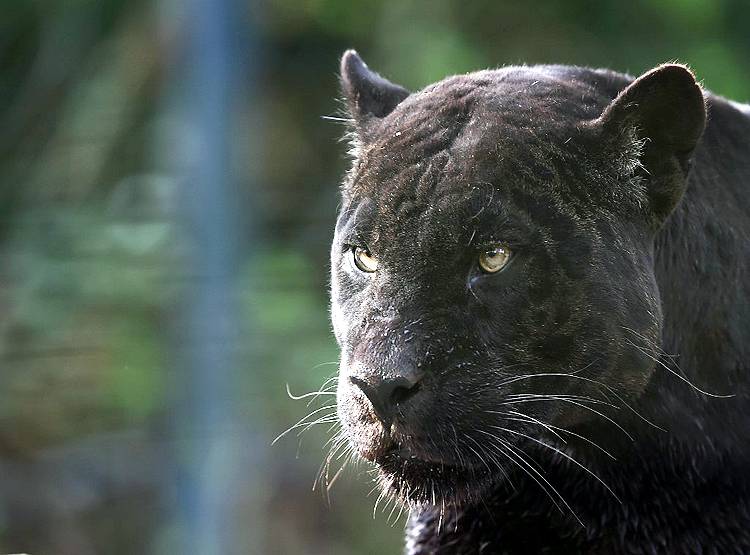गोवा के सीएम का ट्वीट- हमें दिखा ब्लैक पैंथर, तस्वीर हो रही वायरल