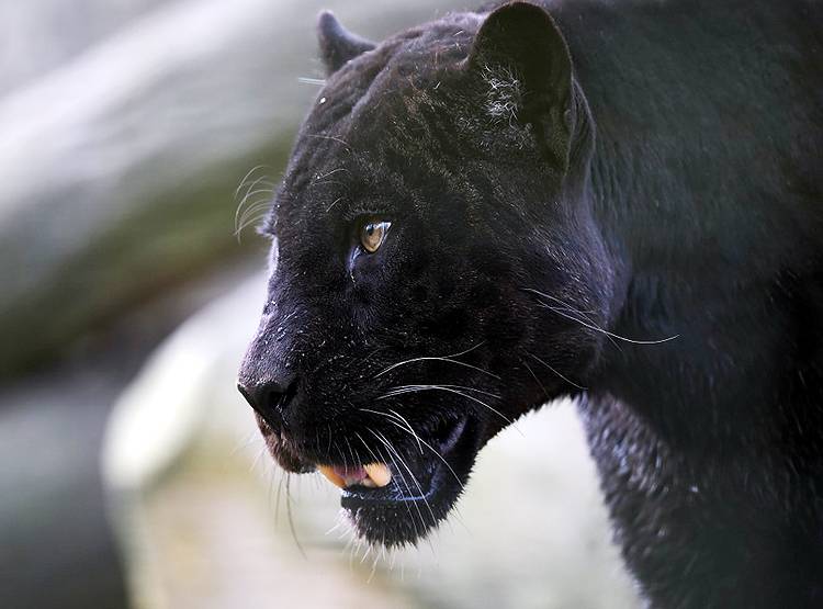 गोवा के सीएम का ट्वीट- हमें दिखा ब्लैक पैंथर, तस्वीर हो रही वायरल