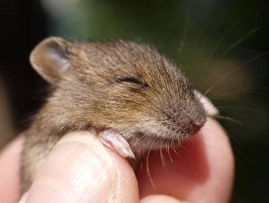 ...इसलिए आज तक नहीं बन पाई HIV एड्स की वैक्सीन, कोरोना में भी यही डर