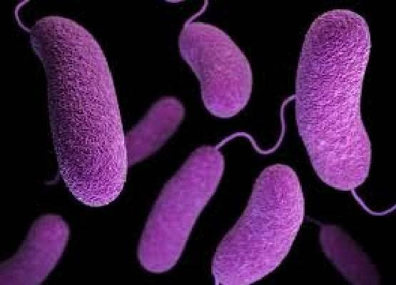 अब आया नया खतरनाक वायरस, खरगोशों की लगातार हो रही मौतें!