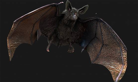 चमगादड़ से ही क्यूं फैलते हैं तबाही मचाने वाले खतरनाक वायरस?