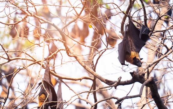 चमगादड़ से ही क्यूं फैलते हैं तबाही मचाने वाले खतरनाक वायरस?