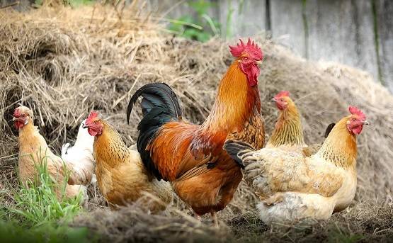 कोरोना का कहर तो रुका नहीं, कई देशों के लिए खतरा बन गईं ये बीमारियां