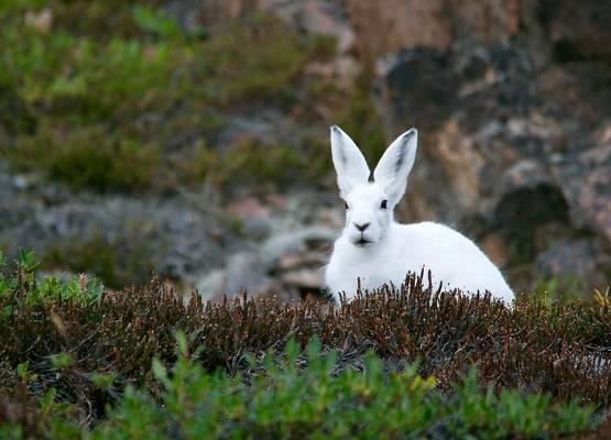 अब आया नया खतरनाक वायरस, खरगोशों की लगातार हो रही मौतें!