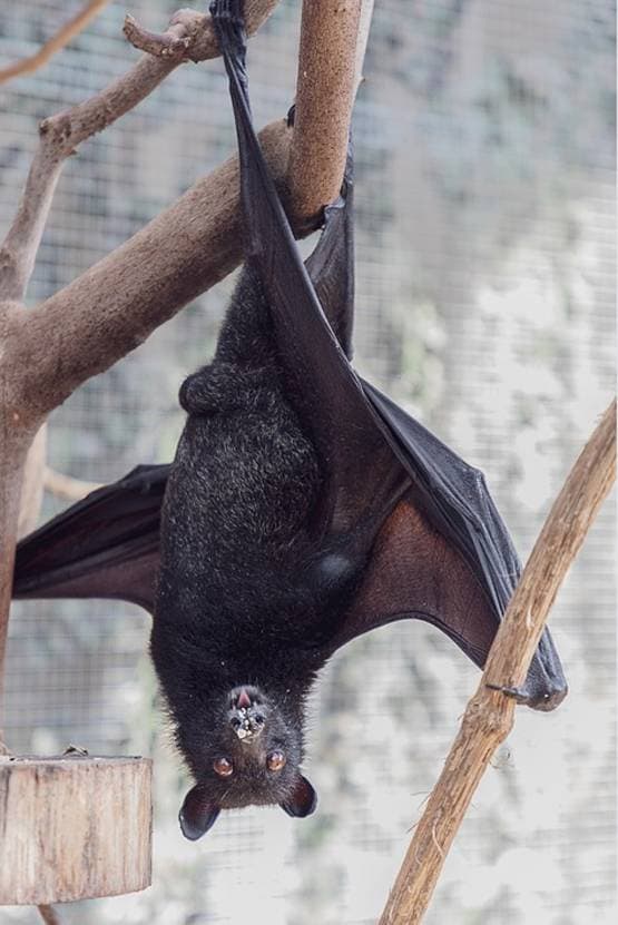 चमगादड़ से ही क्यूं फैलते हैं तबाही मचाने वाले खतरनाक वायरस?