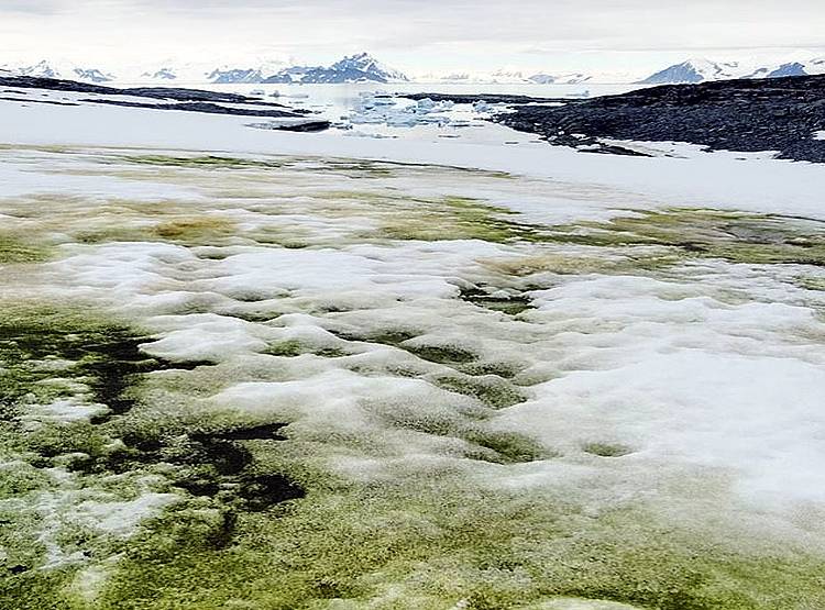 हरे रंग में बदल रही है अंटार्कटिका की सफेद बर्फ, वैज्ञानिक हैरान