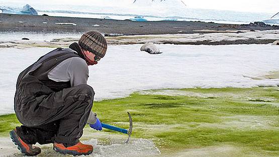 हरे रंग में बदल रही है अंटार्कटिका की सफेद बर्फ, वैज्ञानिक हैरान