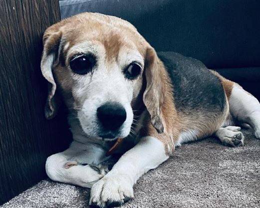 विराट-अनुष्का के इस अजीज ने छोड़ा साथ, सोशल मीडिया पर बयां किया दर्द