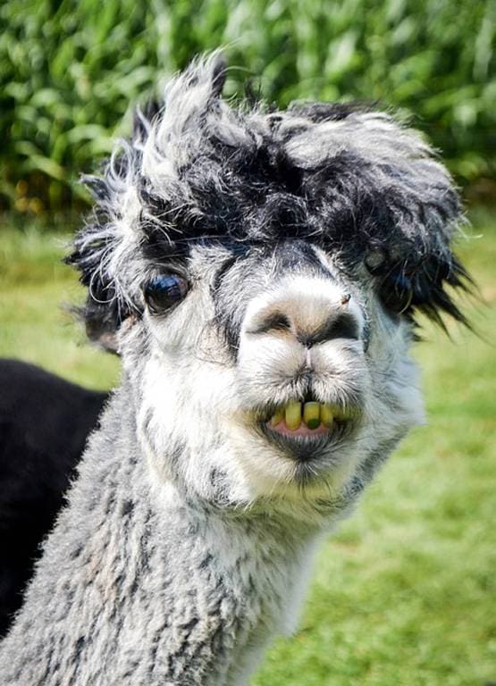 वैज्ञानिकों को इस जानवर में दिखा कोरोना का इलाज, दुनिया में जगी उम्मीद