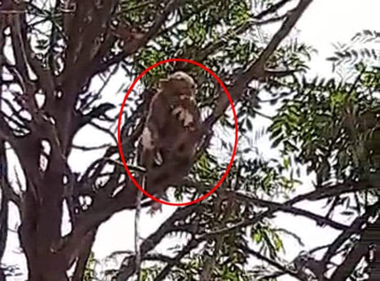 मरीजों के कोरोना टेस्ट सैंपल छीनकर भागे बंदर, पेड़ पर बैठ चबा डाली किट