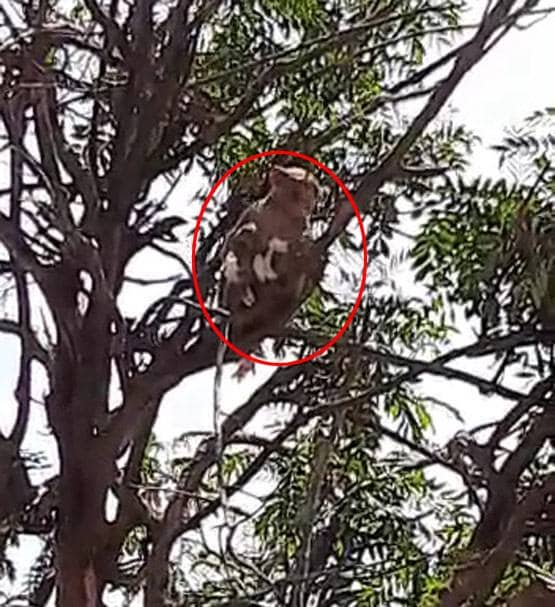 मरीजों के कोरोना टेस्ट सैंपल छीनकर भागे बंदर, पेड़ पर बैठ चबा डाली किट