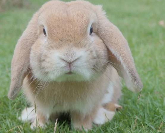 अब आया नया खतरनाक वायरस, खरगोशों की लगातार हो रही मौतें!