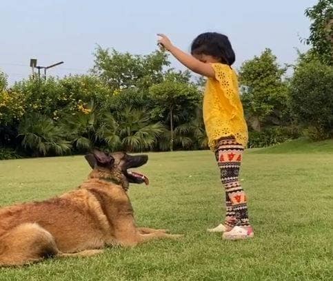 VIDEO: धोनी के डॉगी ने पकड़े बेहतरीन कैच, जीवा दे रहीं टफ ट्रेनिंग