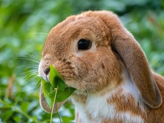 अब आया नया खतरनाक वायरस, खरगोशों की लगातार हो रही मौतें!
