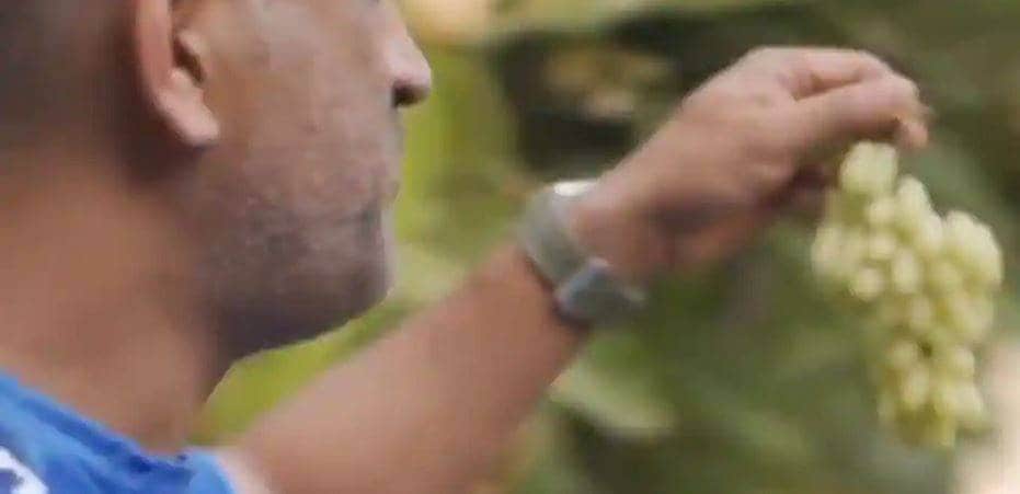 माही की सॉलिड एंट्री देख फैंस चिल्लाने लगे धोनी-धोनी, देखें VIDEO