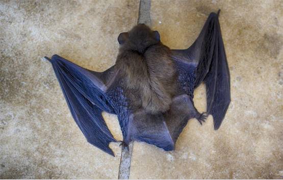 चमगादड़ से ही क्यूं फैलते हैं तबाही मचाने वाले खतरनाक वायरस?