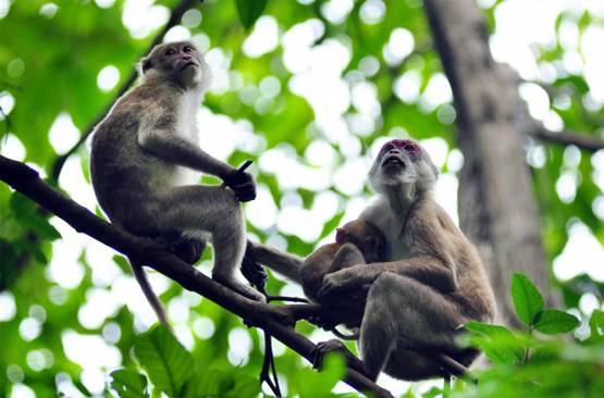 वैक्सीन के बाद बंदरों में बेअसर कोरोना, दो प्रयोगों ने जगाई उम्मीद