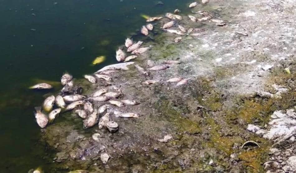 तालाब का पानी हुआ लाल, मरने लगीं मछलियां, सामने आई ये वजह