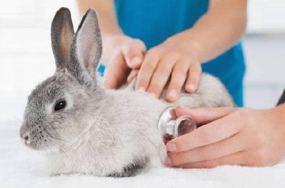 अब आया नया खतरनाक वायरस, खरगोशों की लगातार हो रही मौतें!