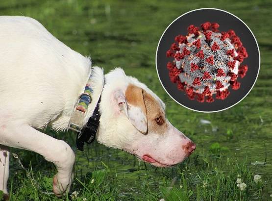 एक घंटे में 250 लोगों की कोरोना जांच, टेस्टिंग किट से भी तेज कुत्ते!