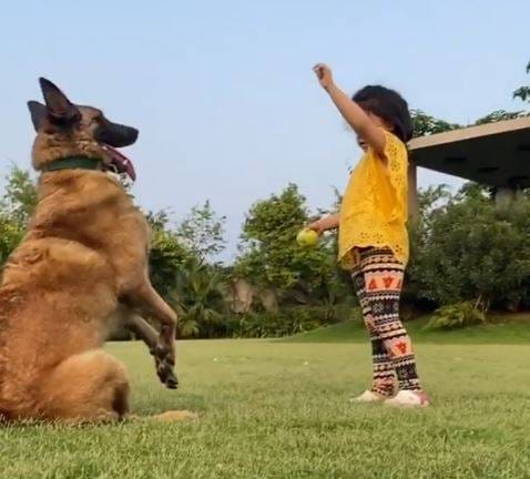 VIDEO: धोनी के डॉगी ने पकड़े बेहतरीन कैच, जीवा दे रहीं टफ ट्रेनिंग