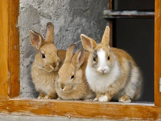 अब आया नया खतरनाक वायरस, खरगोशों की लगातार हो रही मौतें!