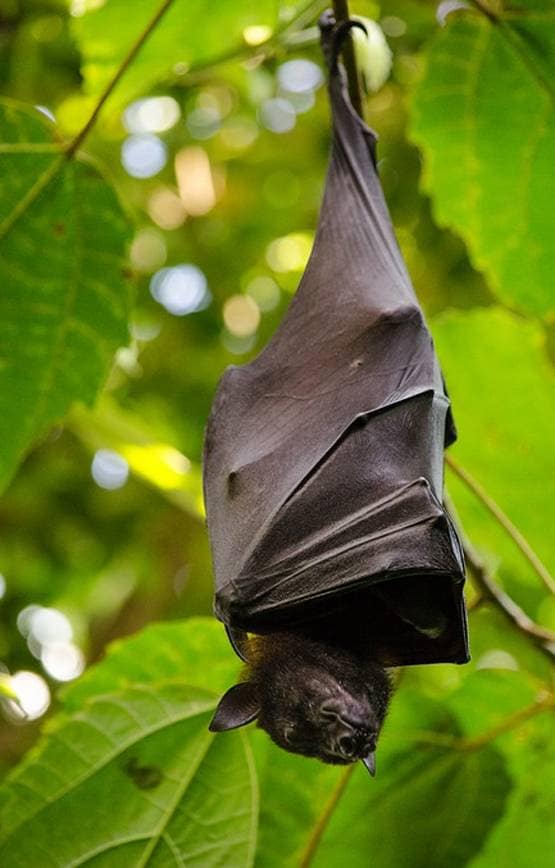 चमगादड़ से ही क्यूं फैलते हैं तबाही मचाने वाले खतरनाक वायरस?