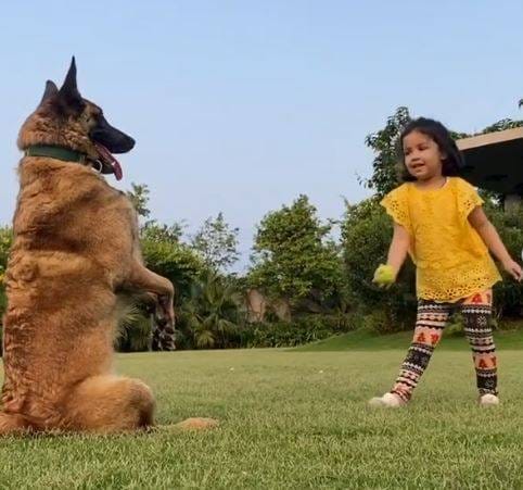 VIDEO: धोनी के डॉगी ने पकड़े बेहतरीन कैच, जीवा दे रहीं टफ ट्रेनिंग