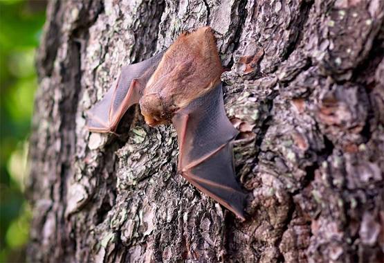 चमगादड़ से ही क्यूं फैलते हैं तबाही मचाने वाले खतरनाक वायरस?