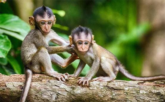 वैक्सीन के बाद बंदरों में बेअसर कोरोना, दो प्रयोगों ने जगाई उम्मीद