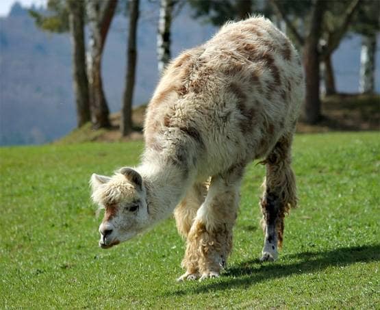 वैज्ञानिकों को इस जानवर में दिखा कोरोना का इलाज, दुनिया में जगी उम्मीद