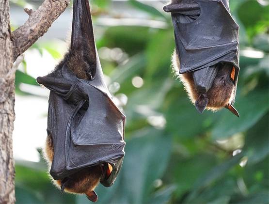 चमगादड़ से ही क्यूं फैलते हैं तबाही मचाने वाले खतरनाक वायरस?